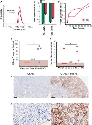 Kidney-Targeted Redox Scavenger Therapy Prevents Cisplatin-Induced Acute Kidney Injury